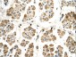 POR antibody - middle region